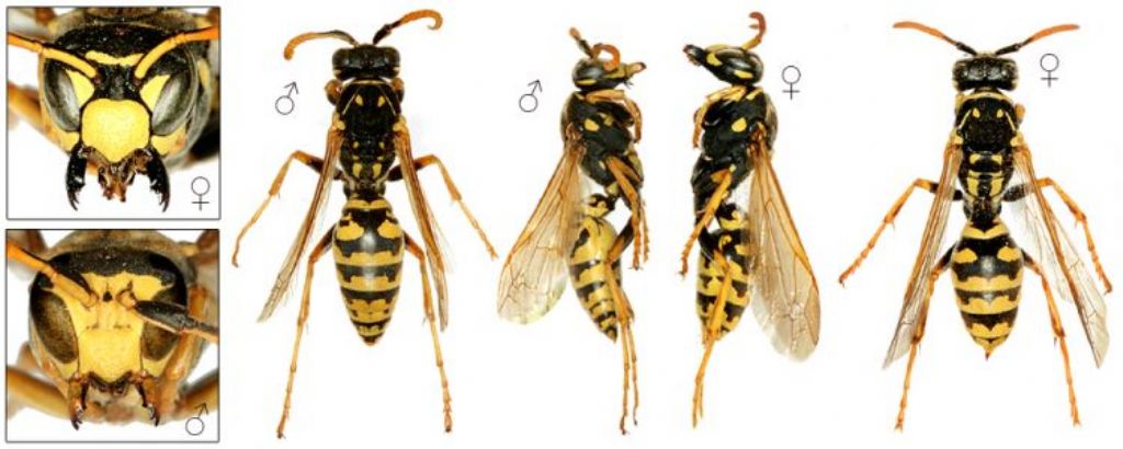 Polistes dominula? Sesso? No. femmina di P. nympha